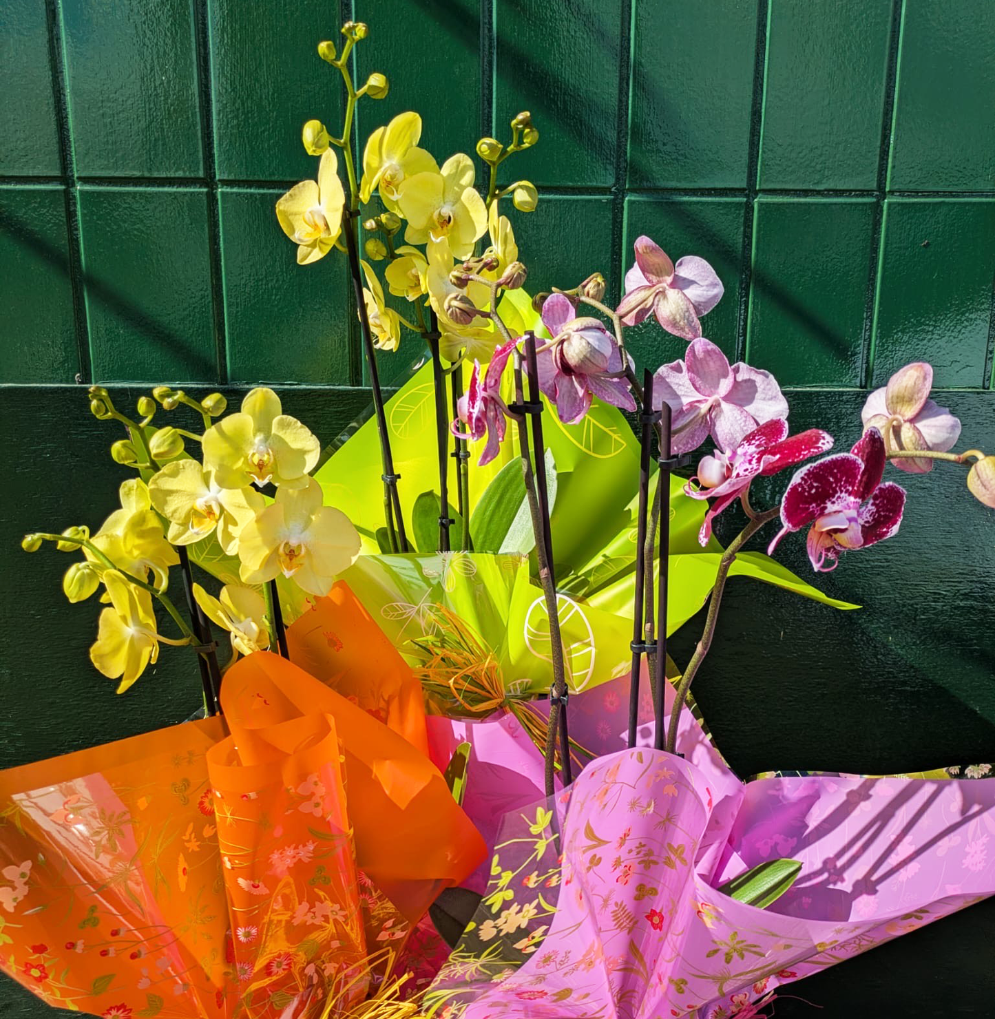 Orchid Plant