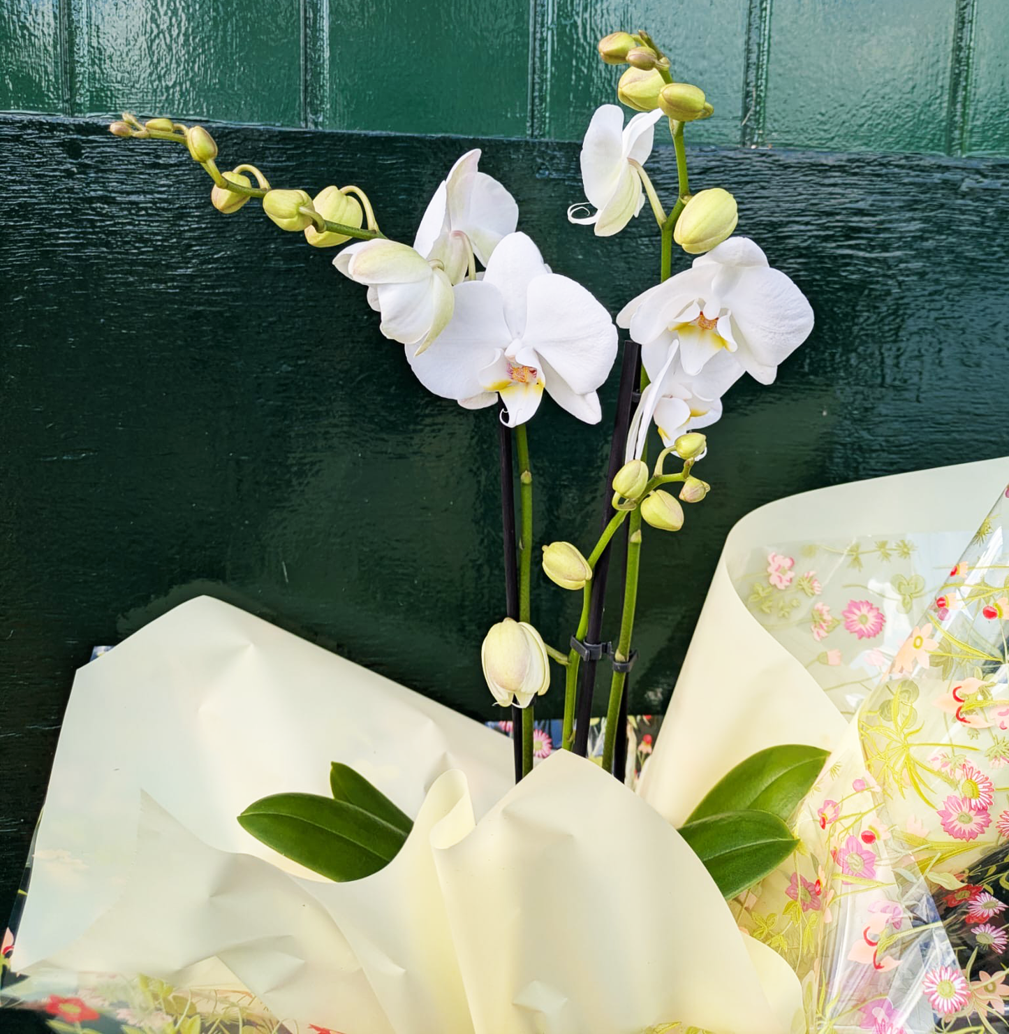 Orchid Plant
