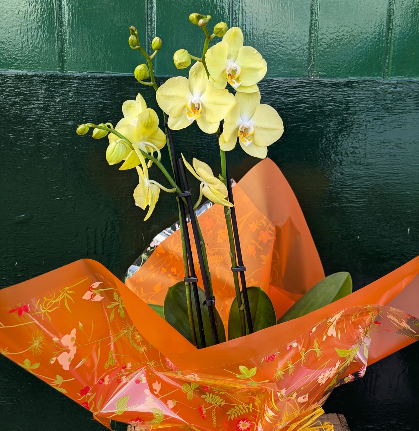 Orchid Plant
