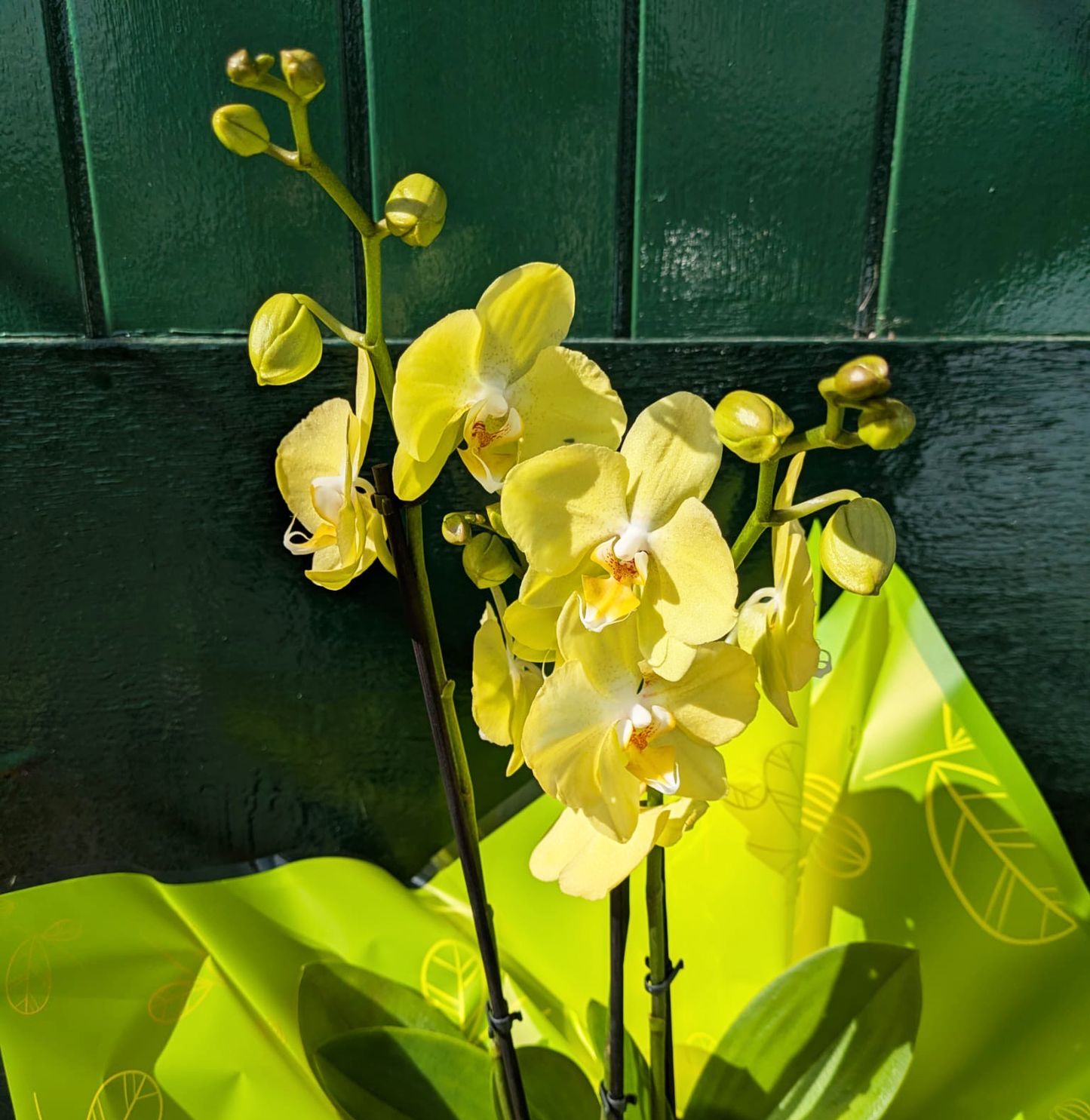 Orchid Plant